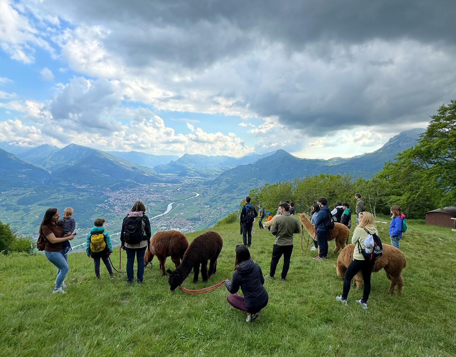 alpaca-trekking-malga-cimana